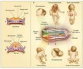 /album/fotogaleria/defectos-del-tubo-neural-jpg/